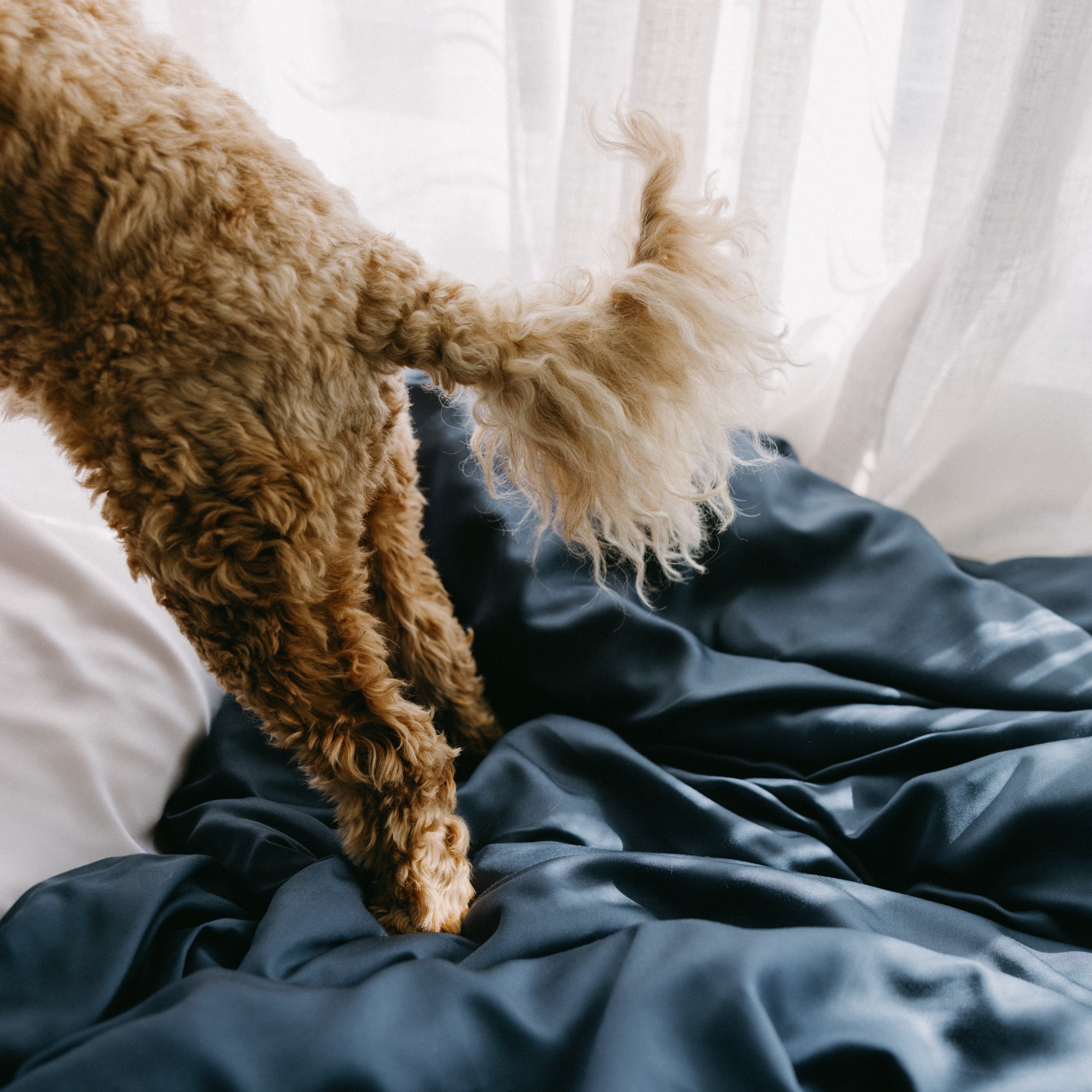 Bamboo Dog Bed Cover