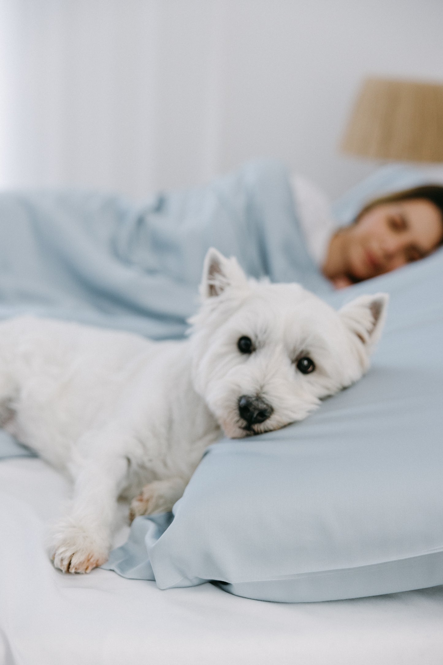 Bamboo Adult Pillowcases Set