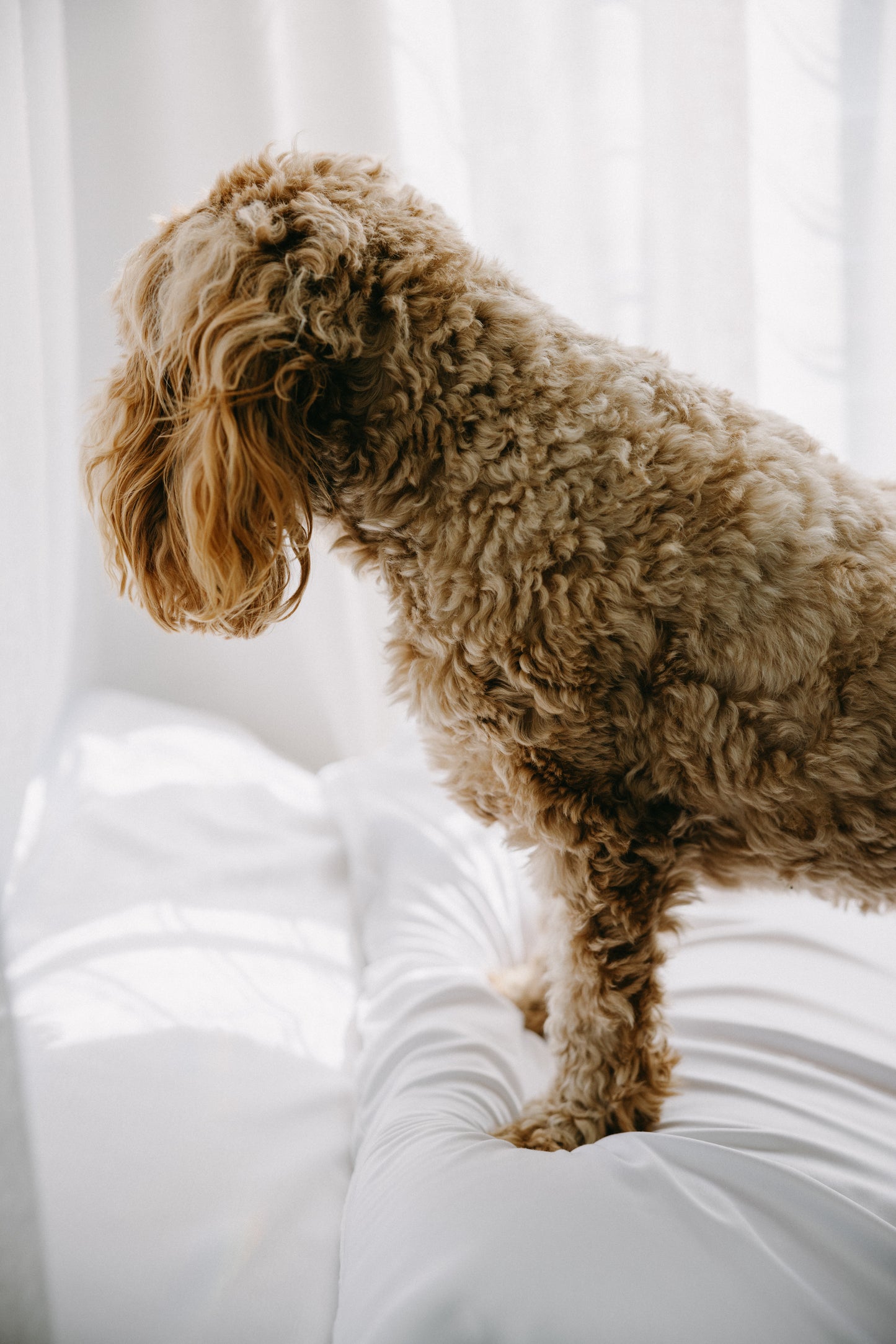 Bamboo Pet Bed Cover