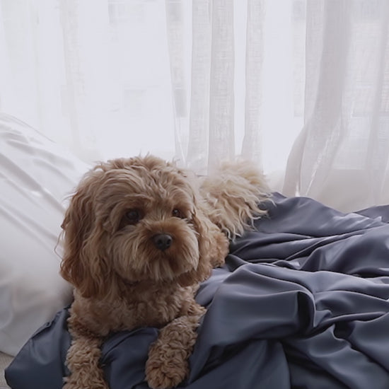 Video-pet-bedding-midnight-dive