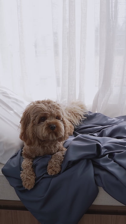 Video-pet-bedding-midnight-dive
