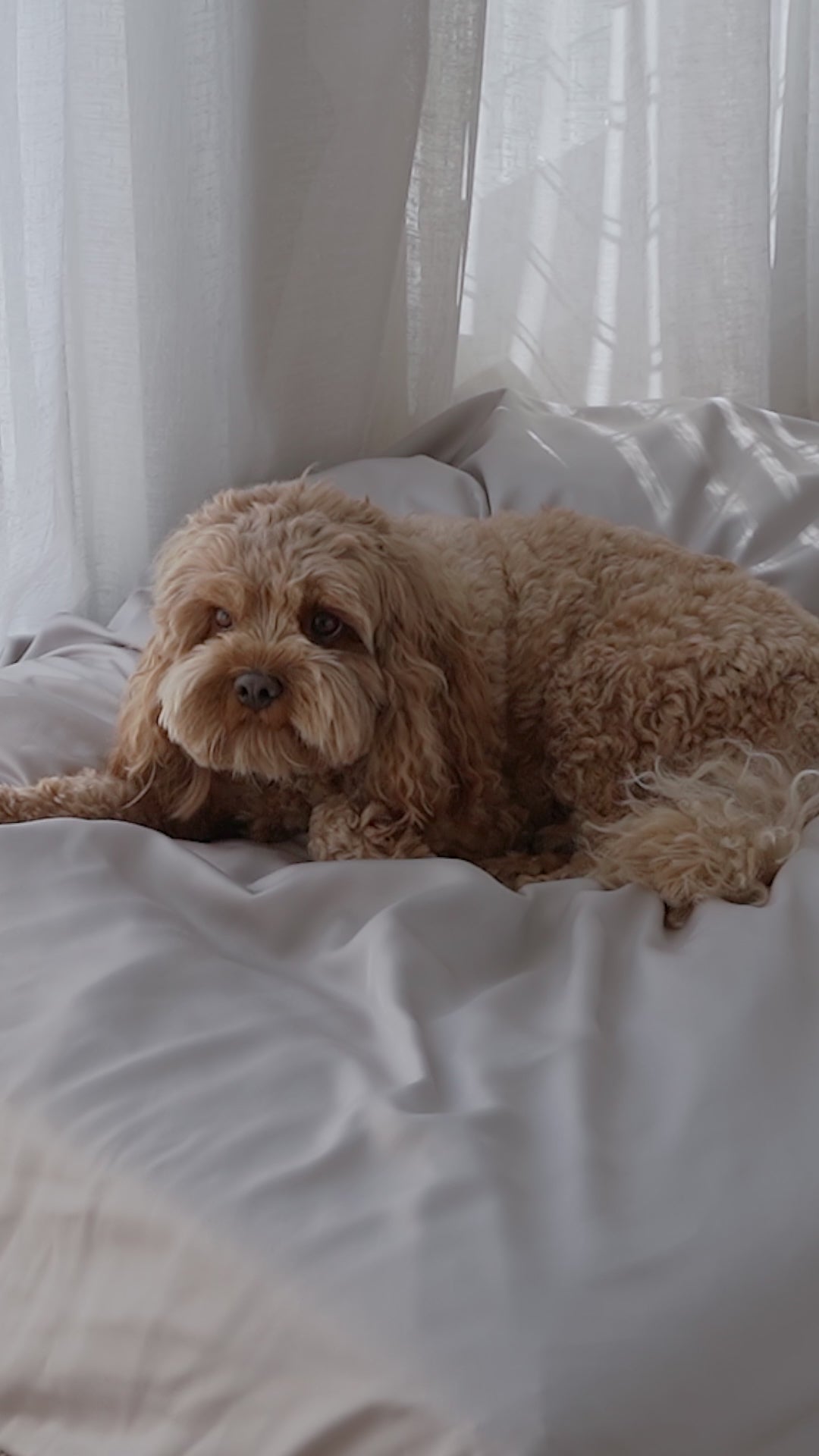 Video-pet-bedding-niseko-snow